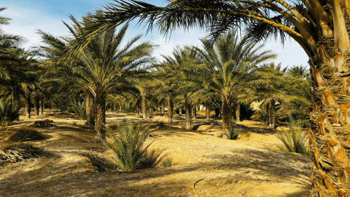 the oasis of biskra