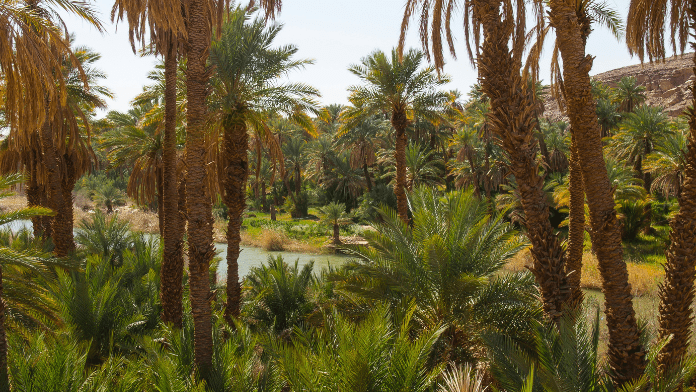 Oasis in Algeria